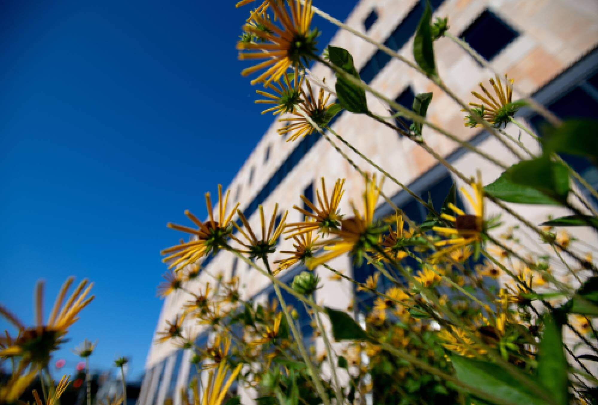 flowers on GV campus